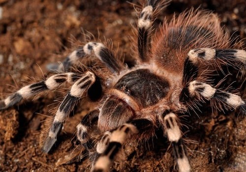 Vogelspinne