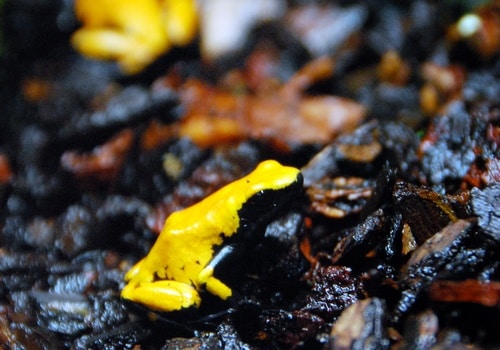 Pfeilgiftfrosch
