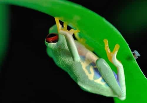Rotaugenlaubfrosch