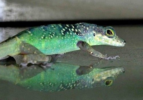 Leguane 2 Martinique Anolis