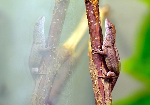 Leguane 9 Bahamaanolis