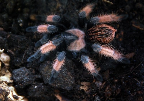 Rotbeinvogelspinne
