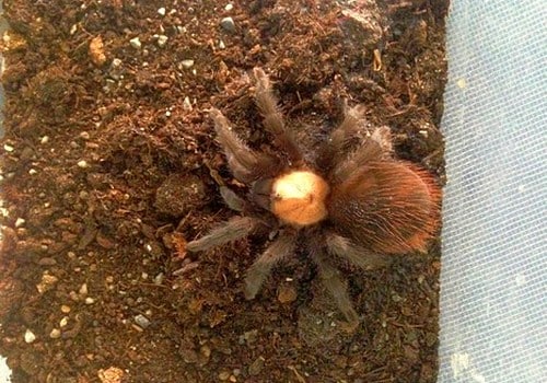 Vogelspinne