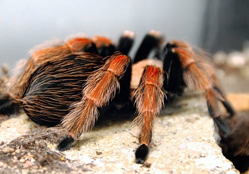 Mexikanische Rotbeinvogelspinne
