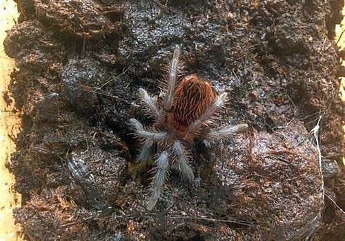 Schwarzrote Vogelspinne