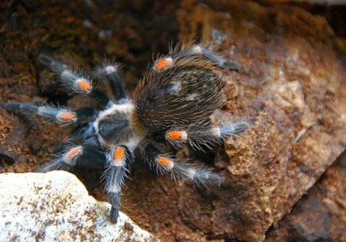 Rotbeinvogelspinne