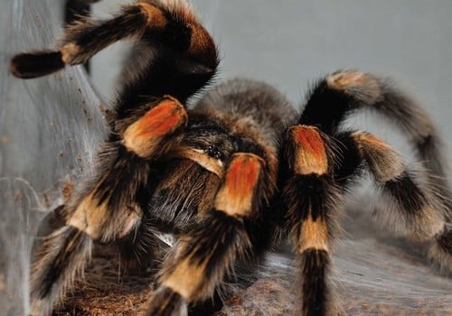 Rotknievogelspinne