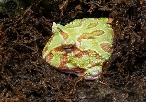 Schmuckhornfrosch