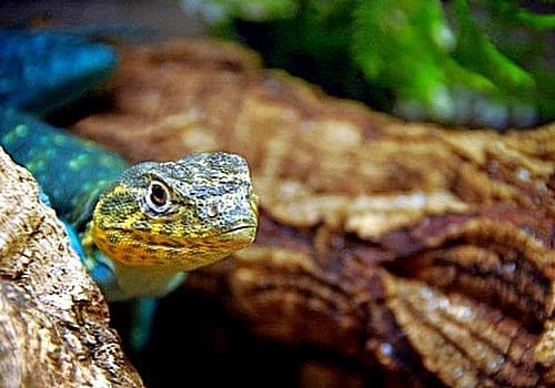 Leguane 6 Goldkopfhalsbandleguan