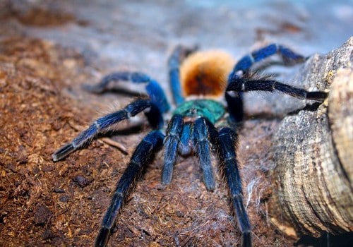 Blaue Venezuelavogelspinne