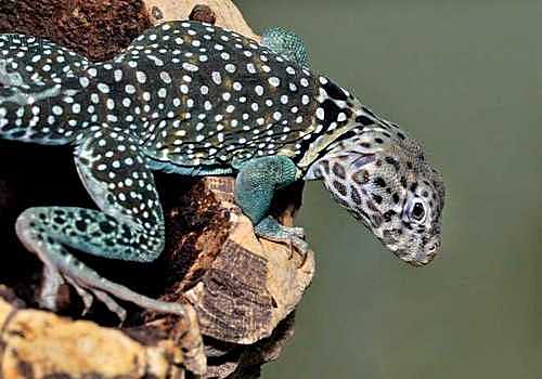 Leguane 4 Östlicher Halsbandleguan