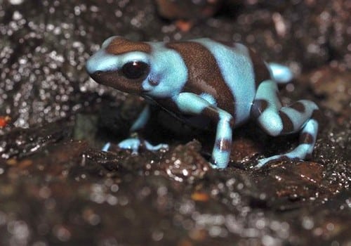 Blauer Baumsteiger