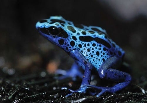 Azurblauer Pfeilgiftfrosch