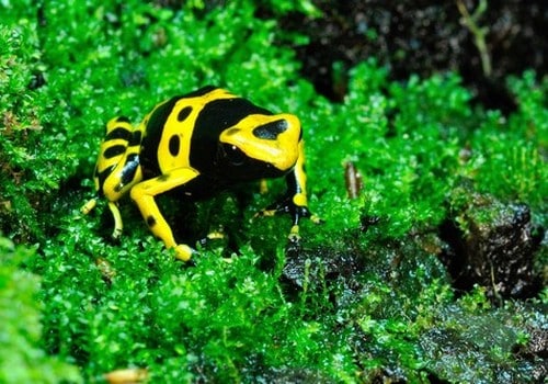 Pfeilgiftfrosch