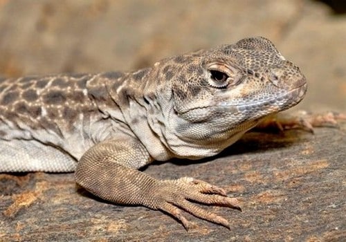 Leguane 5 Leopardleguan