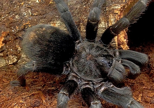Schwarze Uruguayvogelspinne