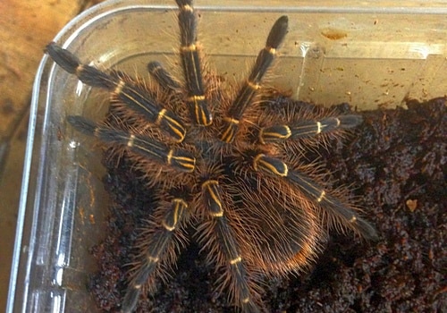 Gldknievogelspinne