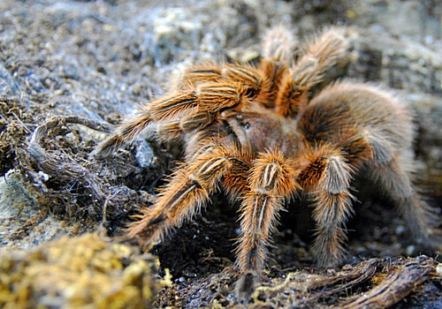 Chile Vogelspinne
