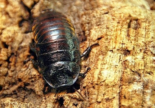 Insekten 2 Madagaskar Fauchschabe