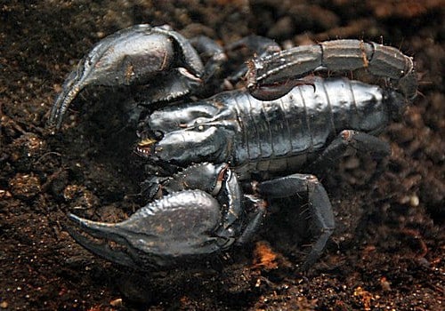 Skorpion
