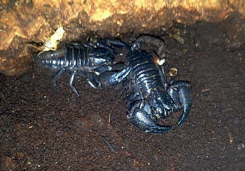 Skorpione 2 Schwarzer Asienskorpion