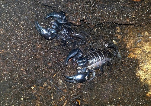 Skorpione 3 Schwarzer Laosskorpion