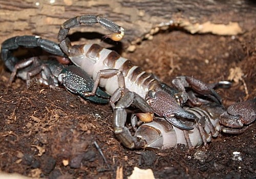 Skorpione 4 Grosser Asiaskorpion