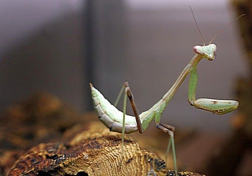 Insekten 1 Gottesanbeterin