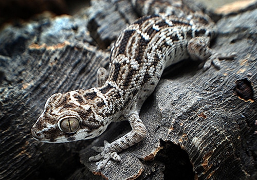 Geckos 18