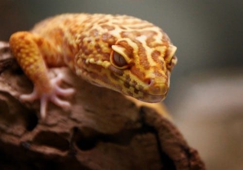 Geckos 19