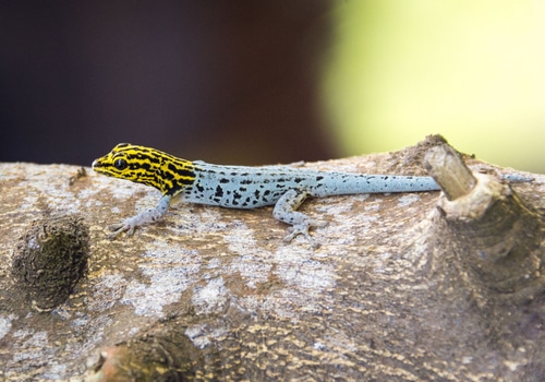 Geckos 1 Gelbkopfzwerggecko