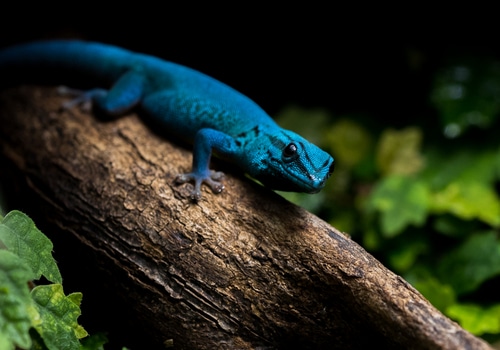 Geckos 2 Himmelblauer Zwerggeko
