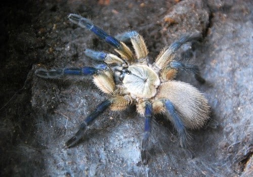 Jemen Vogelspinne
