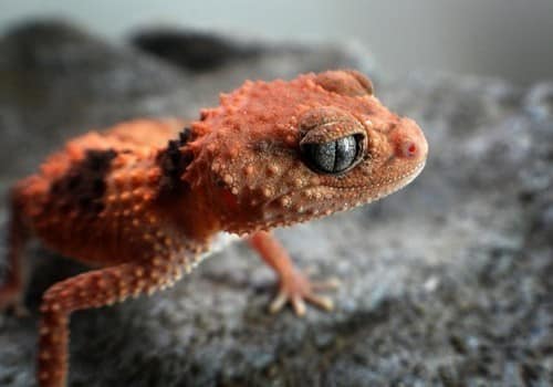 Geckos 15
