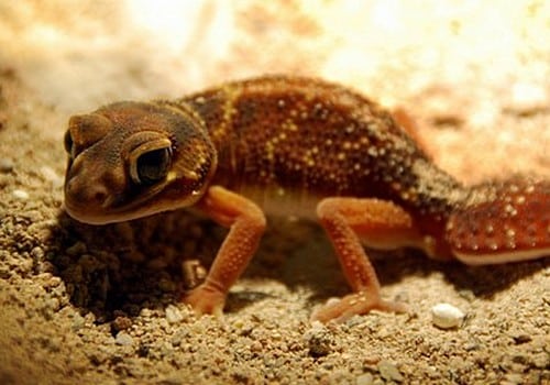 Geckos 16 Glatter Grosskopfgecko