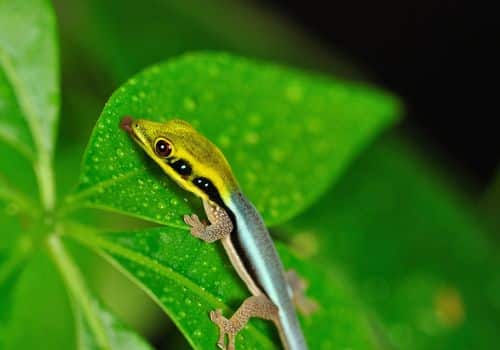 Geckos 3 Bambus Taggecko