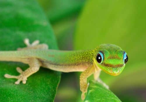 Geckos 4 Goldstaubgecko