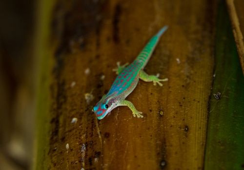 Geckos 5 Ornamenttaggecko