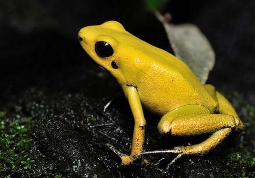 Pfeilgiftfrosch