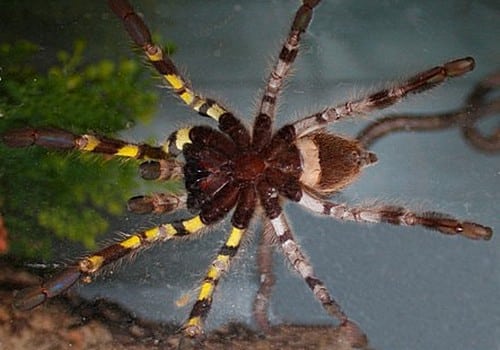 Tigervogelspinne