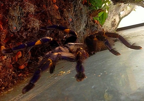 Vogelspinne