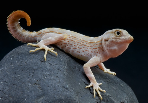 Geckos 6 Skorpionschwanzgecko