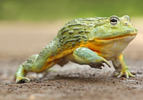 Afrikanischer Ochsenfrosch