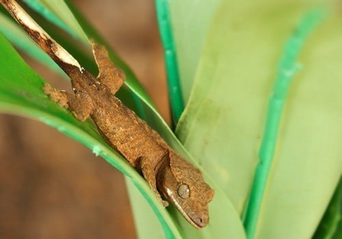 Geckos 21