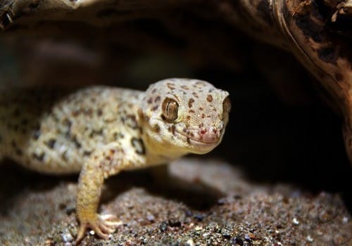Geckos 14