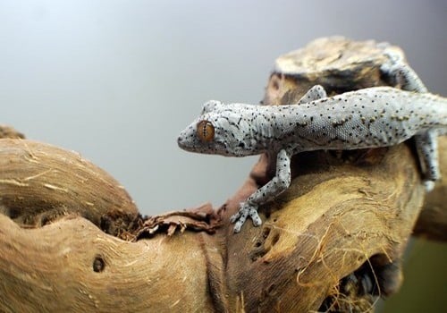 Geckos 17 Williamsgecko