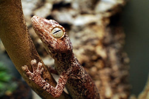 Geckos 7 Stachelschwanzgecko