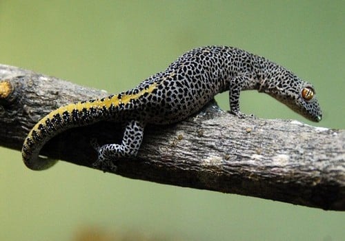 Geckos 11 Goldschwanzdrüsengecko