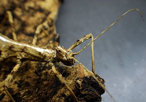 Insekten 6 Sungaya