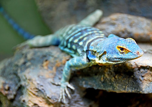 Leguane 8 Blauer Felsenleguan